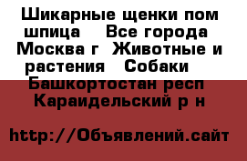 Шикарные щенки пом шпица  - Все города, Москва г. Животные и растения » Собаки   . Башкортостан респ.,Караидельский р-н